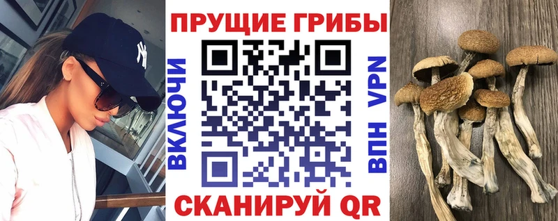 Галлюциногенные грибы Cubensis  сколько стоит  маркетплейс как зайти  Нефтекумск 